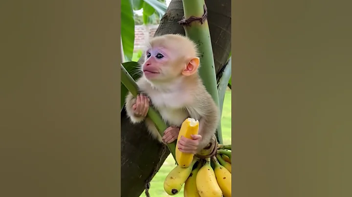 Baby monkey eaing so delicious he smiling widely, revealing its teeth so lovely ❤️