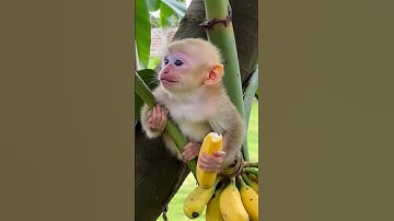 Baby monkey eaing so delicious he smiling widely, revealing its teeth so lovely ❤️