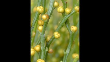 #psilotum#msk#biology