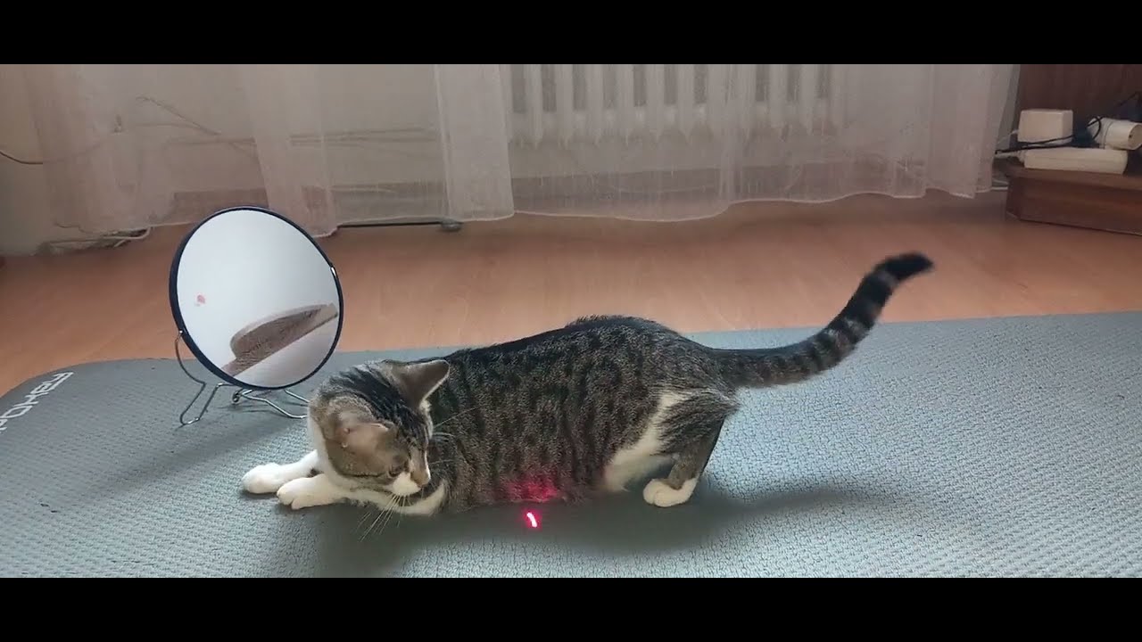 The cat is afraid of a hair dryer YouTube