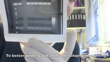 NSF GRFP "Creating the future": Developmental timing