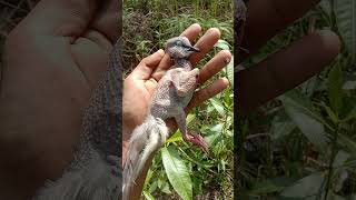 Download Lagu burung endemik Kalimantan #shorts #hewanunik #hewanlangka #kalimantanbarat MP3