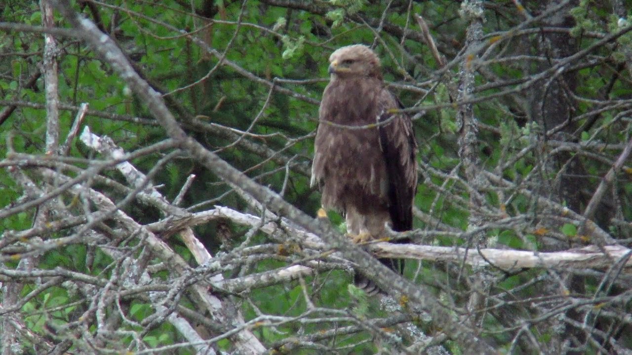 Hybrid Lesser:Greater Spotted Eagle Bialowieza Forset April 2019 