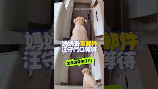 【只是拿個郵件】汪守門口等媽媽急到哀哀叫 #Shorts