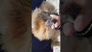 cutting away silkie face feathers