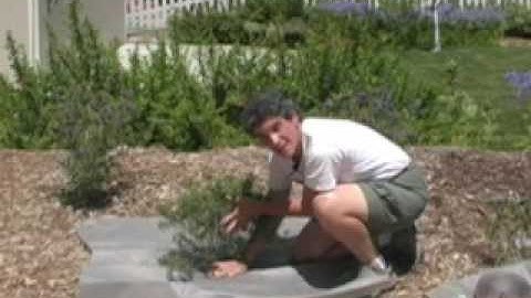 Controlling perennial weeds