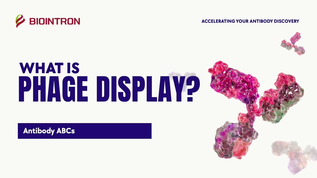 Antibody ABCs: What is Phage Display?