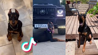 Dobermans Are Bad And Cute - Tiktok Compilation