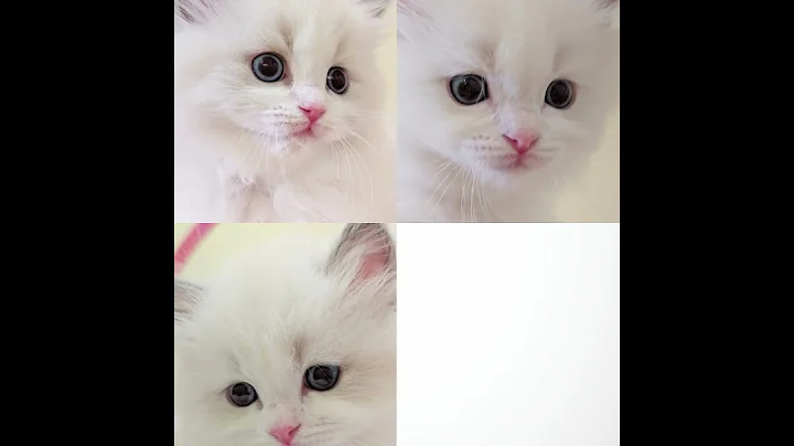 Video 10375451: ragdollkittens cat kitten