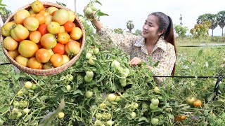 Have You Ever Grown Round Tomato At Home? / Yummy Tomato Fried Fish Cooking / Cooking With Sreypov