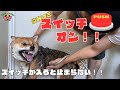 柴犬の噛み犬をトリミング!!【来店1回目】