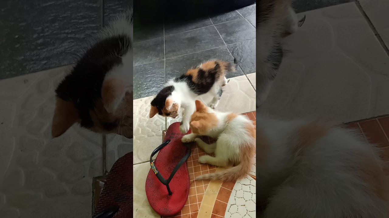 Kucing Anggora Kecil Lucu - Anak kecil lucu kejar kucing - YouTube 