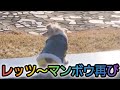 レッツ～マンボウ再び