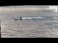 RAW VIDEO: Orca whale's splashing performance near Fox Island