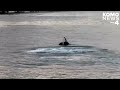 RAW VIDEO: Orca whale's splashing performance near Fox Island