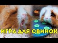 СЛИШКОМ ГЛУПЫЕ ДЛЯ УМНОЙ ИГРЫ 😅 SvinkiShow