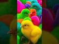Ayam Lucu, ayam warna warni, ayam rainbow, kelinci lucu, bebek lucu, ikan koi, Hewan Lucu