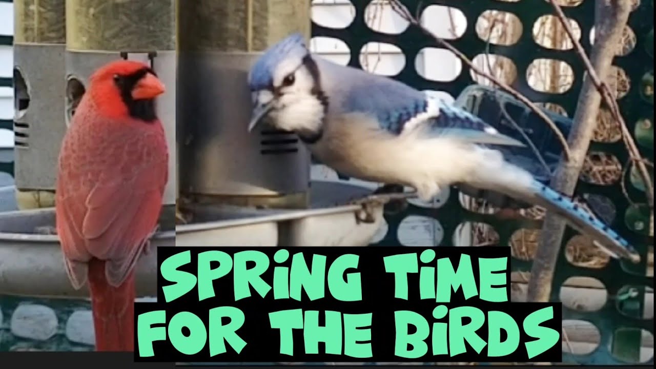 Spring Time for the Birds YouTube