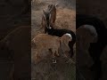#travel #shortvideos #viralvideos