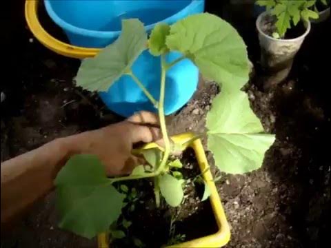 Высадка рассады в открытый грунт. Как растет дыня. Как подвязать дыни в теплице. Как ухаживать за рассадой дыни. Рассада дыни.
