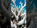 Coral Bleaching #environment #upsc #shortvideo