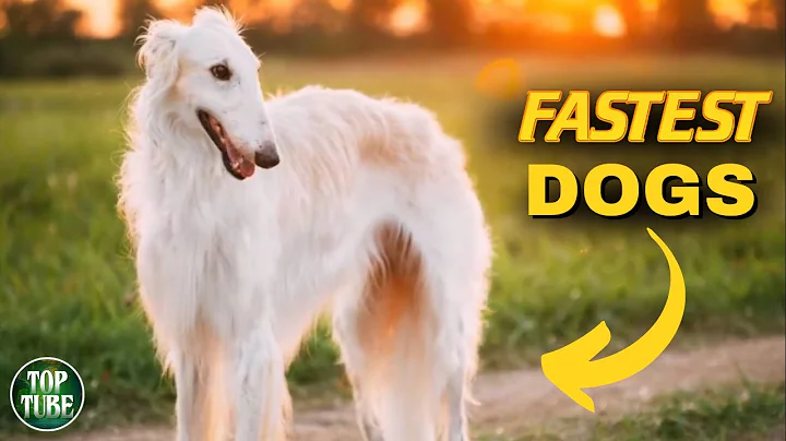 The 10 Most Fastest Dog Breeds In The World