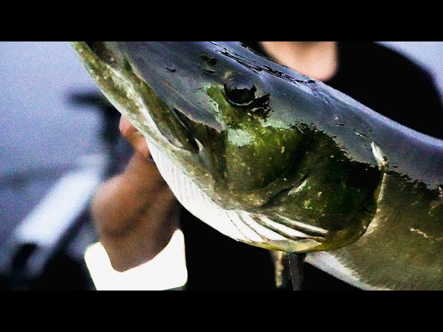 Aggressive Rubber Mods – Giant Fish Jumping – Learning Fish Behavior – Musky  Insider