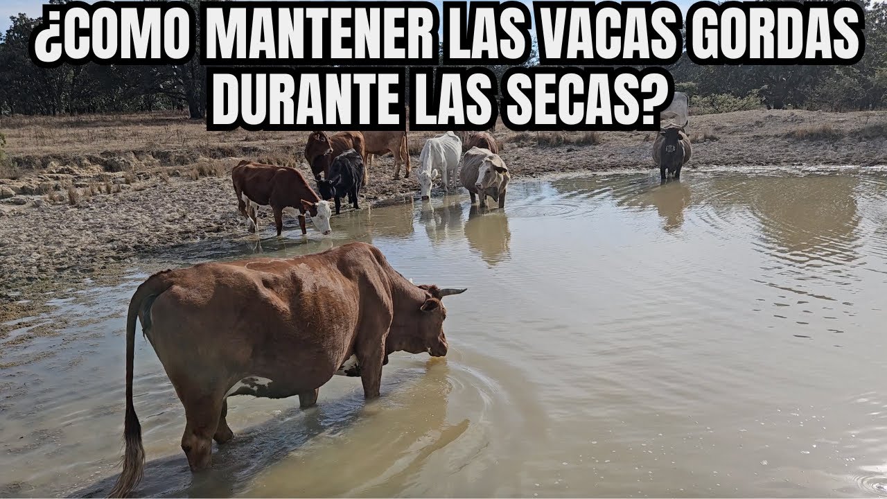 ¿Cómo MANTENER VACAS GORDAS DURANTE las SECAS? | ARREANDO GANADO por las BARRANCAS | RancheandoAndo