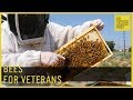 How Bees Help Veterans Heal // 60 Second Docs
