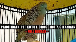 Perkutut crossing gacor durasi panjang cocok untuk pancingan.