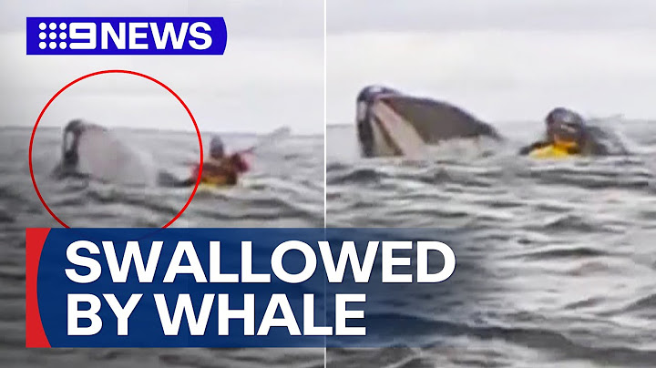 The moment kayaker is swallowed by a whale | 9 News Australia
