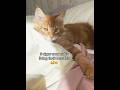 5 best signs your cat is living their best life ❤️💕.#CatMom #CatLover #Rescuecat #ad #pacagen #cat