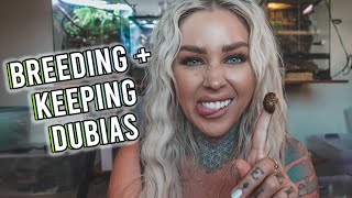 HOW TO EASILY BREED DUBIA ROACHES