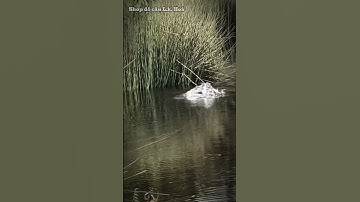 Điều mà anh em câu LURE thích nhất ! #câulure #caulurecaloc #lkhoa