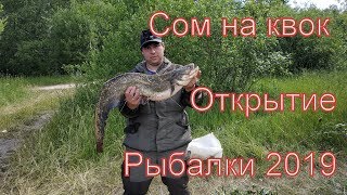 Сом на квок / Открытие рыбалки 2019 / Тест нового квока