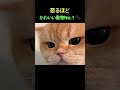 怒っているときが一番愛おしい