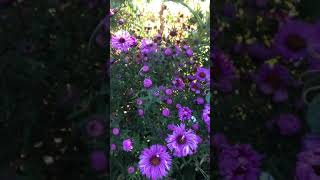 Our talking flowers