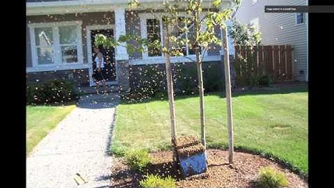 Beyond The Basics - Preview 3 - Swarms