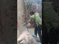 Danger of cutting large trees near excavators #shortvideo #treecutting #chainsaw