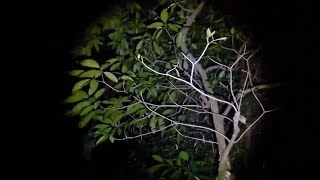 Download Lagu Misteri pohon Cengeret #Ghost Finder @Yuliantognalam MP3