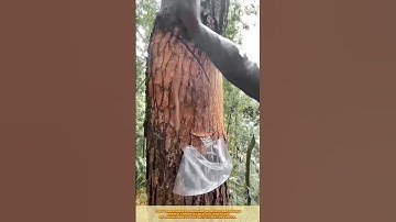 Resin tapping technique: Skilled worker cut tree bark, collect sap, and extract natural pine resin