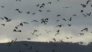 230113 Rspb Saltholme Highlights