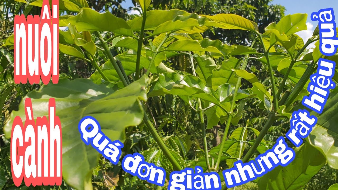 Bấm chồi tạo cành bắp sau hơn một tháng ngoài sự mong đợi rút ngắn khoảng cách ánh sáng