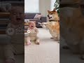 赤ちゃんと真似わんこ🐶 Imitation dog and Baby #funny #japan #cute #ai #baby #kawaii #かわいい #犬 #dog #残念そうな顔