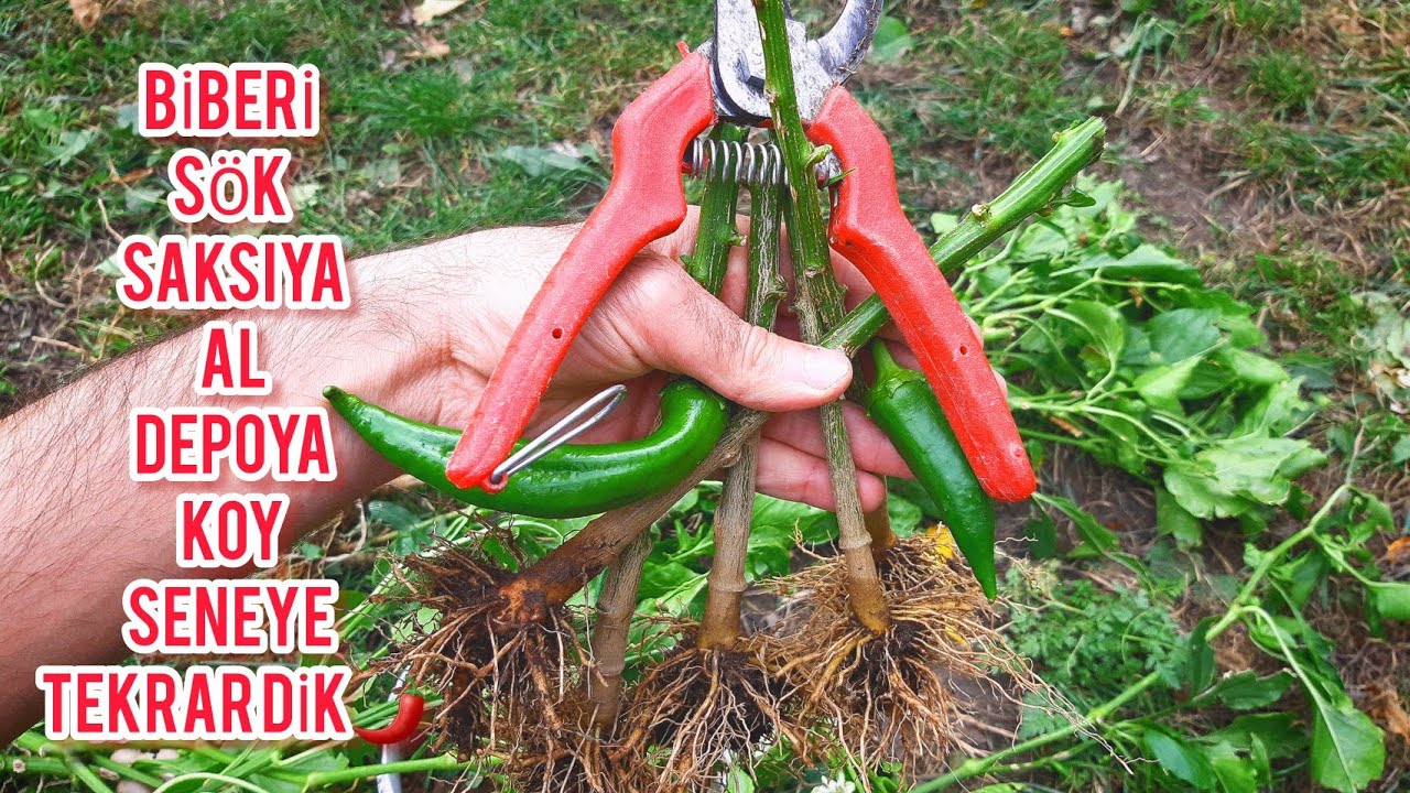ACİLEN ÖĞRENİN🌶Biberi Gelecek Yılın Büyük Hasadı İçin Kışlayın, Uyutun😴Biber Seneye DAHA ÇOK VERECEK