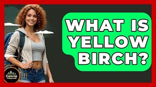 What Is Yellow Birch? - Exploring Campgrounds