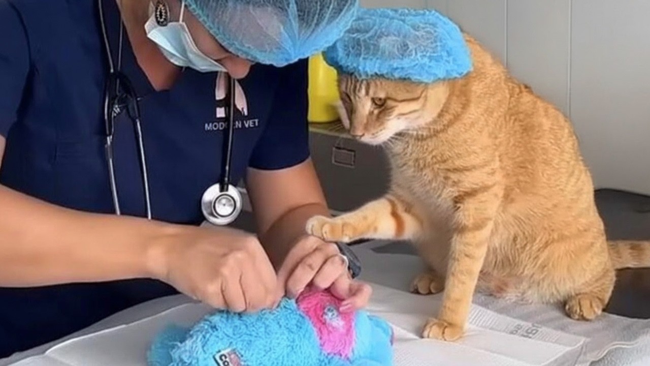 Когда кот становится вашим микроменеджером 😂 Смешные видео с котами и людьми