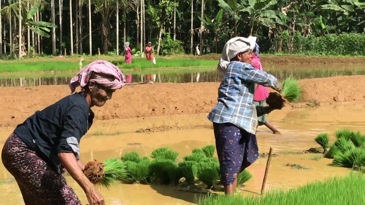 ഞാറ് പറിക്കുമ്പോൾ പാട്ട് പാടിയാലോ