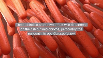 Probiotics protect zebrafish from pathogens through the gut microbiome and vitamin B₁₂