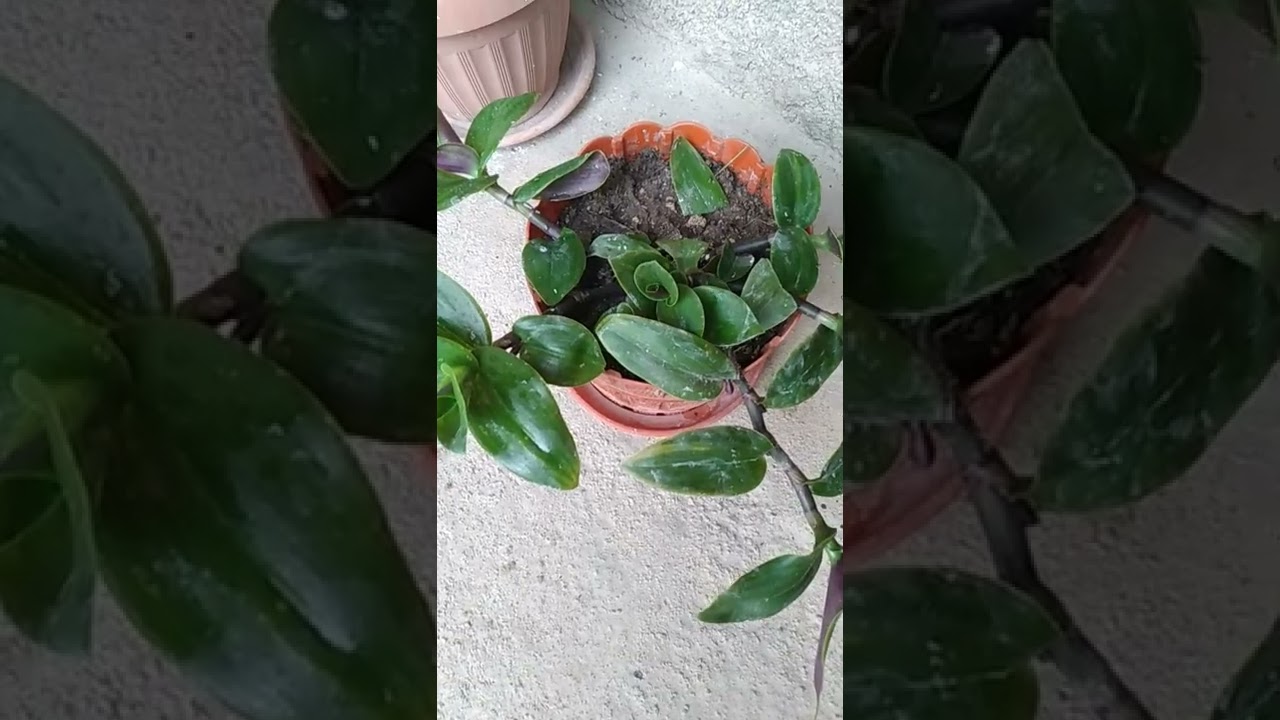 Latrdescantia: misère  🍀une belle plante verte